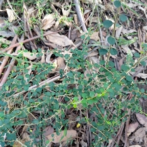 Pittosporum multiflorum at Lower Pappinbarra, NSW - 20 Jan 2025 08:04 AM