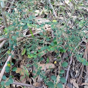 Pittosporum multiflorum at Lower Pappinbarra, NSW - 20 Jan 2025 08:04 AM