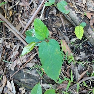 Unidentified Plant at Lower Pappinbarra, NSW by dave@kerrie