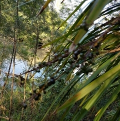 Cordyline stricta (Narrow-leaved Palm Lily) at Lower Pappinbarra, NSW - 20 Jan 2025 by dave@kerrie