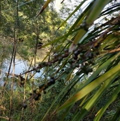 Cordyline stricta at Lower Pappinbarra, NSW - 20 Jan 2025 by dave@kerrie