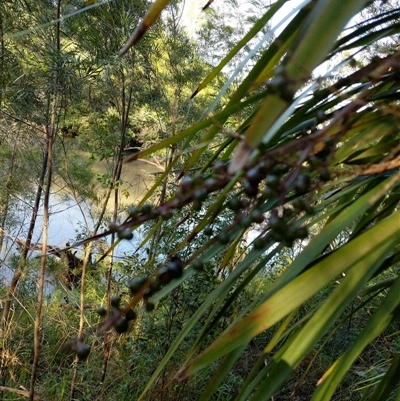 Cordyline stricta (Narrow-leaved Palm Lily) at Lower Pappinbarra, NSW - 20 Jan 2025 by dave@kerrie