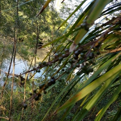 Unidentified Plant at Lower Pappinbarra, NSW - 19 Jan 2025 by dave@kerrie