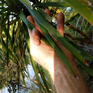 Cordyline stricta at Lower Pappinbarra, NSW - 20 Jan 2025 08:01 AM