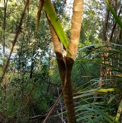 Cordyline stricta at Lower Pappinbarra, NSW - 20 Jan 2025 08:01 AM