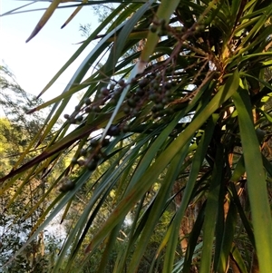 Cordyline stricta at Lower Pappinbarra, NSW - 20 Jan 2025 08:01 AM