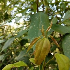 Mallotus philippensis at Lower Pappinbarra, NSW - 19 Jan 2025 by dave@kerrie