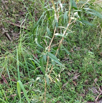 Unverified Plant at Lower Pappinbarra, NSW - 20 Jan 2025 by dave@kerrie