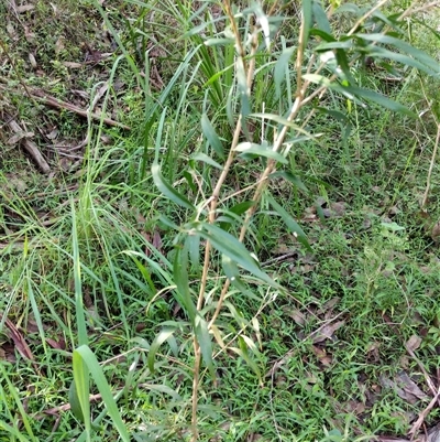 Unidentified Plant at Lower Pappinbarra, NSW - 20 Jan 2025 by dave@kerrie