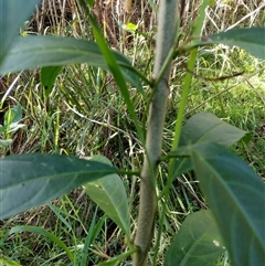 Unidentified Plant at Lower Pappinbarra, NSW - 19 Jan 2025 by dave@kerrie