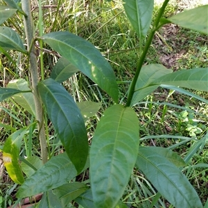 Unverified at suppressed - suppressed