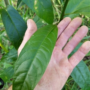 Unverified at suppressed - suppressed