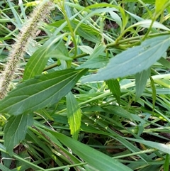 Unidentified Plant at Lower Pappinbarra, NSW - 19 Jan 2025 by dave@kerrie