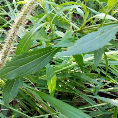 Ageratina riparia at Lower Pappinbarra, NSW - 20 Jan 2025 by dave@kerrie