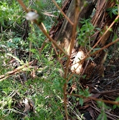 Unidentified Other Shrub at Lower Pappinbarra, NSW - 20 Jan 2025 by dave@kerrie