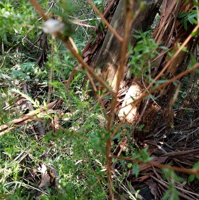 Unidentified Other Shrub at Lower Pappinbarra, NSW - 19 Jan 2025 by dave@kerrie