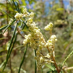 Astrotricha asperifolia at Boolijah, NSW - 8 Nov 2024 by RobG1