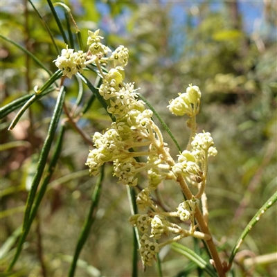 Astrotricha asperifolia at Boolijah, NSW - 8 Nov 2024 by RobG1