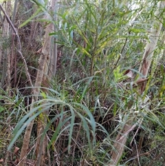 Unidentified Other Shrub at Lower Pappinbarra, NSW - 19 Jan 2025 by dave@kerrie