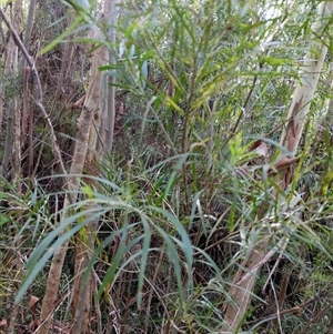 Unidentified Other Shrub at Lower Pappinbarra, NSW by dave@kerrie