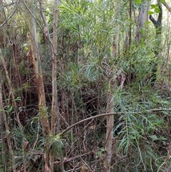 Unverified at suppressed - suppressed