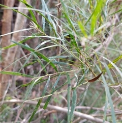 Unverified at suppressed - suppressed