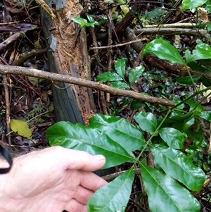 Unidentified Plant at Lower Pappinbarra, NSW by dave@kerrie