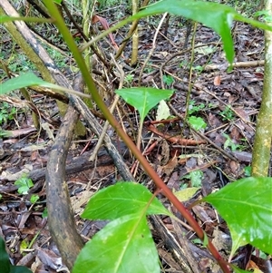 Unidentified Plant at Lower Pappinbarra, NSW by dave@kerrie