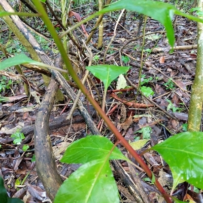 Unidentified Plant at Lower Pappinbarra, NSW - 19 Jan 2025 by dave@kerrie