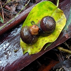 Sauroconcha gulosa (Illawarra Forest Snail) at Colo Vale, NSW - 30 Dec 2011 by nancyp