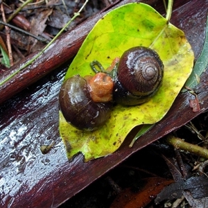 Sauroconcha gulosa (Illawarra Forest Snail) at Colo Vale, NSW by nancyp