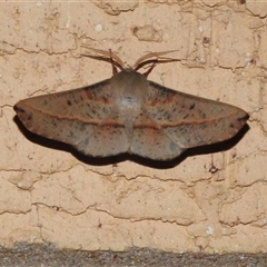 Antictenia punctunculus (A geometer moth) at Wanniassa, ACT - 21 Jan 2025 by JohnBundock