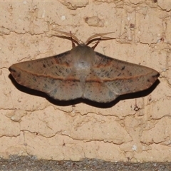 Antictenia punctunculus (A geometer moth) at Wanniassa, ACT - 21 Jan 2025 by JohnBundock