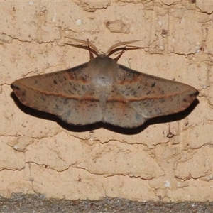 Antictenia punctunculus at Wanniassa, ACT - 21 Jan 2025 09:45 PM