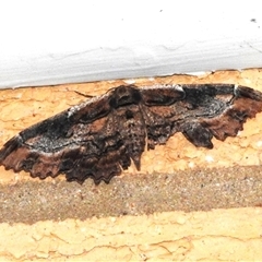 Pholodes sinistraria (Sinister or Frilled Bark Moth) at Wanniassa, ACT - 21 Jan 2025 by JohnBundock