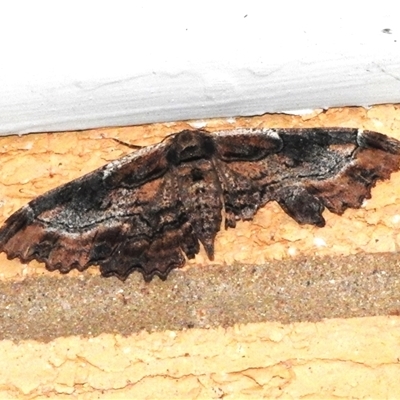 Pholodes sinistraria (Sinister or Frilled Bark Moth) at Wanniassa, ACT - 21 Jan 2025 by JohnBundock