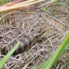 Tiliqua scincoides scincoides (Eastern Blue-tongue) at Kaleen, ACT - 23 Jan 2025 by AlexSantiago