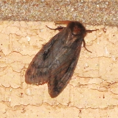 Leptocneria reducta at Wanniassa, ACT - 21 Jan 2025 by JohnBundock