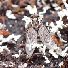 Unidentified True fly (Diptera) at Cradle Mountain, TAS - 15 Jan 2025 by jk