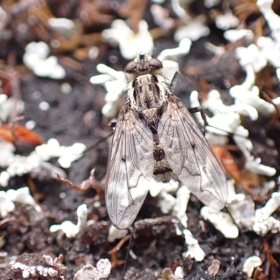 Unidentified True fly (Diptera) at Cradle Mountain, TAS - 16 Jan 2025 by jk