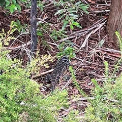 Varanus varius (Lace Monitor) at Dunbogan, NSW - 23 Jan 2025 by LPW