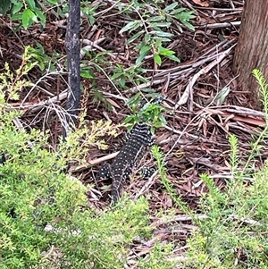 Varanus varius at Dunbogan, NSW by LPW