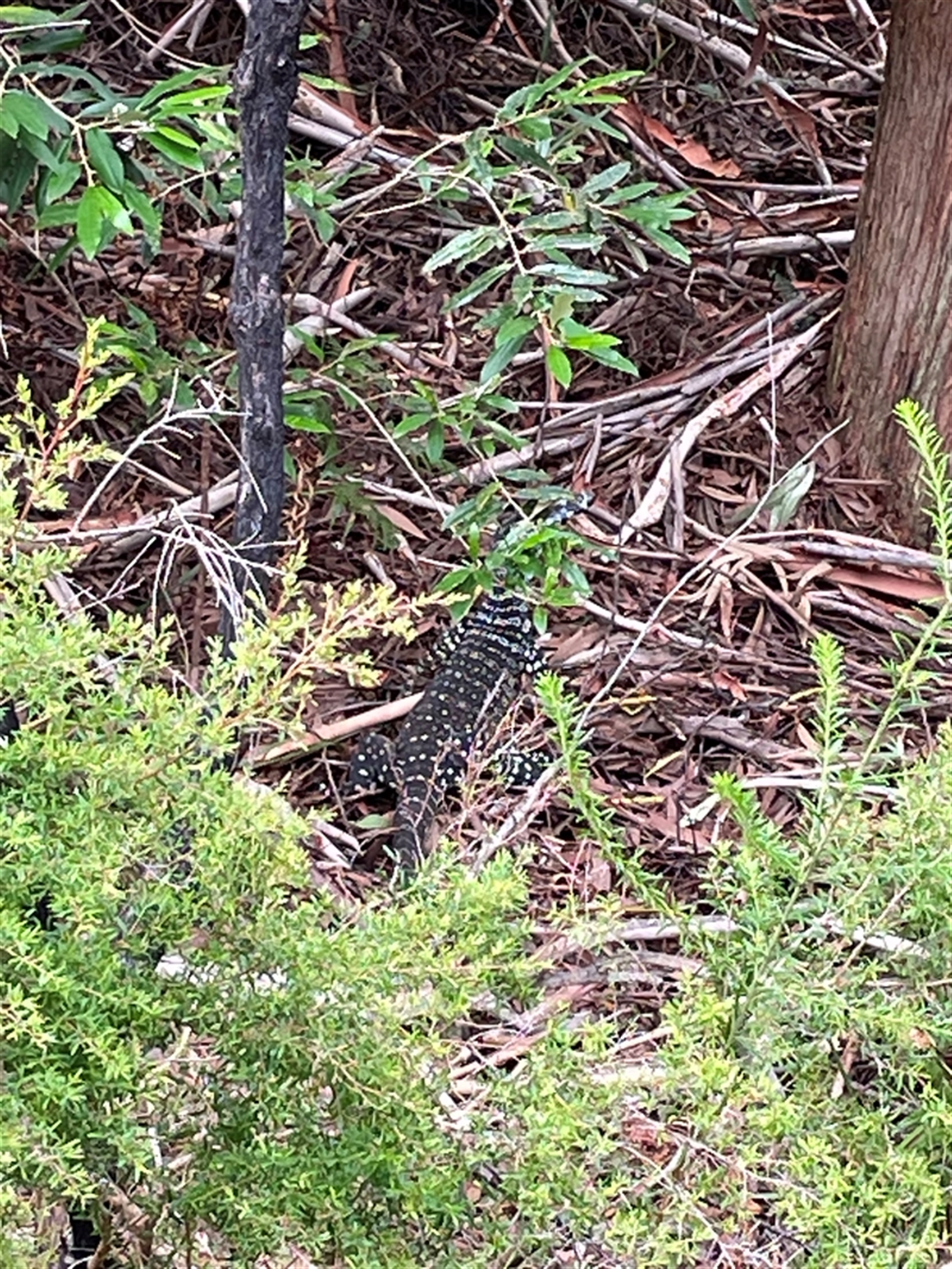 Unidentified - New South Wales North Coast