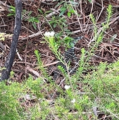 Varanus varius at Dunbogan, NSW - suppressed
