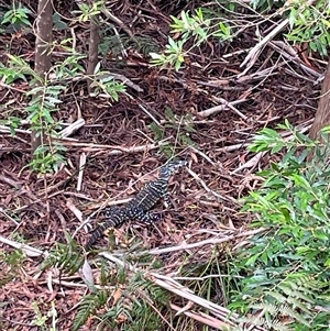 Varanus varius at Dunbogan, NSW - suppressed