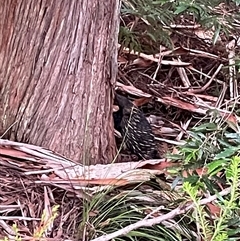Varanus varius at Dunbogan, NSW - suppressed