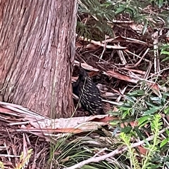 Varanus varius at Dunbogan, NSW - suppressed