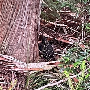 Varanus varius at Dunbogan, NSW - suppressed