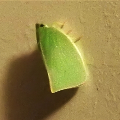 Siphanta acuta (Green planthopper, Torpedo bug) at Wanniassa, ACT - 21 Jan 2025 by JohnBundock