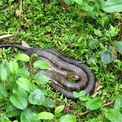 Notechis scutatus (Tiger Snake) at Jamberoo, NSW - 22 Jan 2015 by nancyp